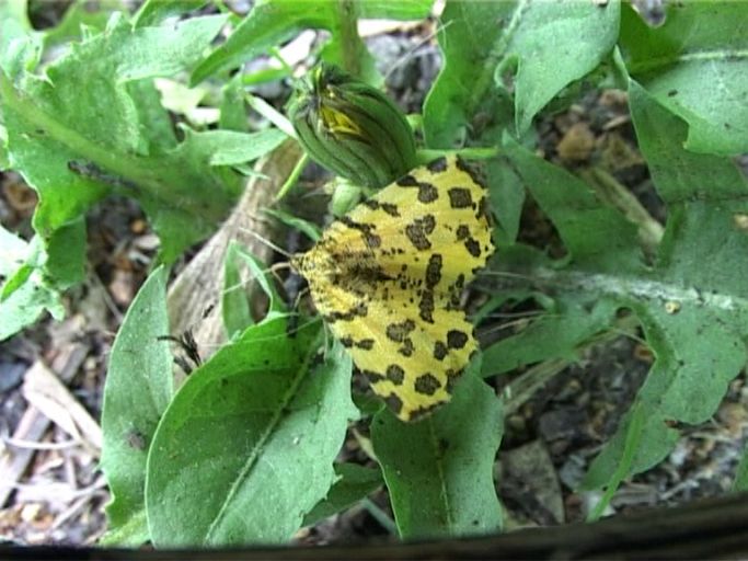 Gelber Fleckenspanner ( Pseudopanthera macularia ), : Am Niederrhein, Biotop, 13.05.2008